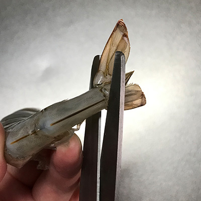 写真:角やひげ、尾などを切り落とす