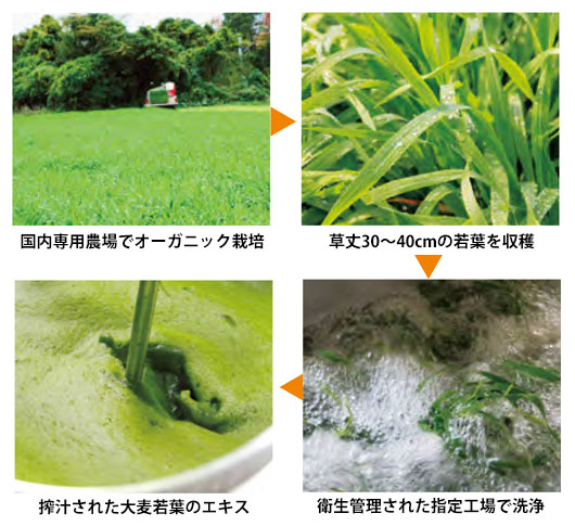 バーレーグリーン