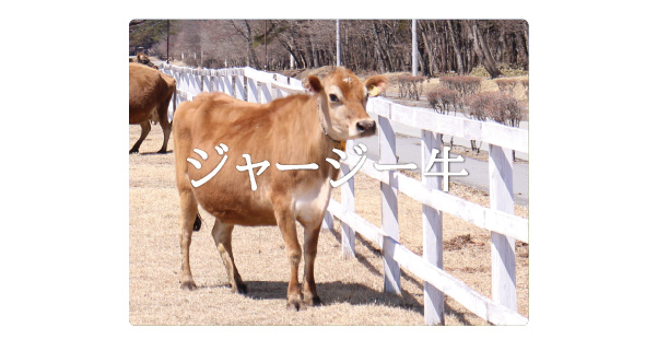 ジャージー牛