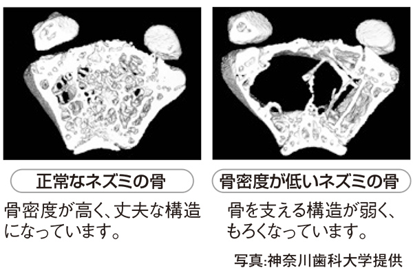 うなぎの骨から作ったカルシウム